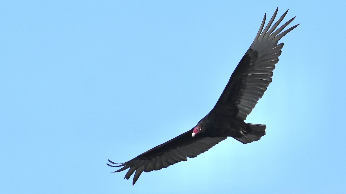 Turkey Vulture - ML617745598