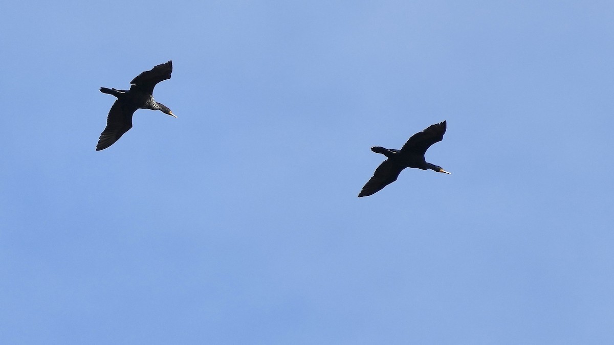 Double-crested Cormorant - ML617745624