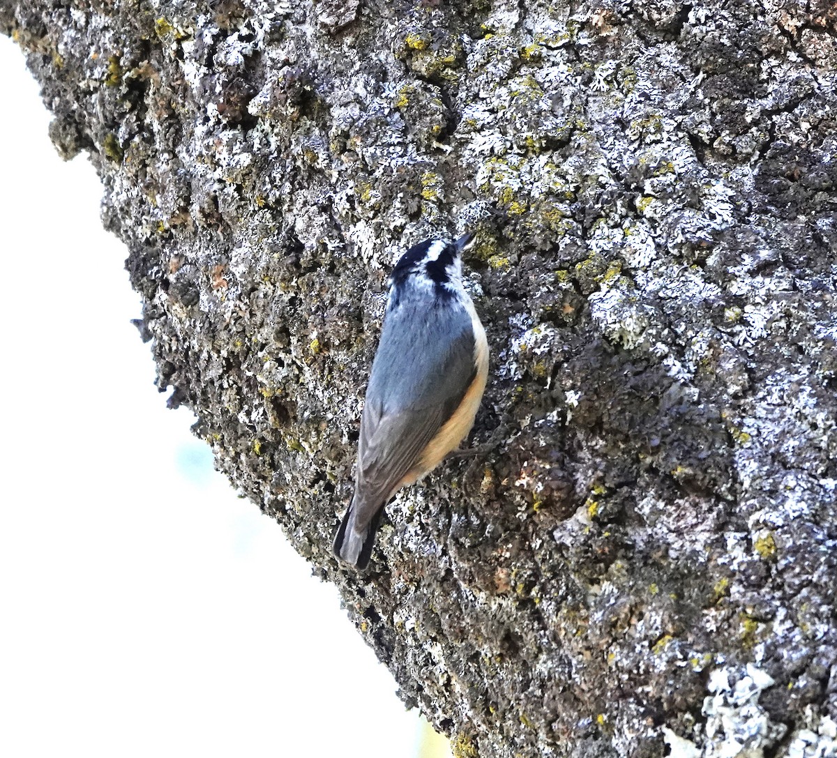 Red-breasted Nuthatch - ML617745685