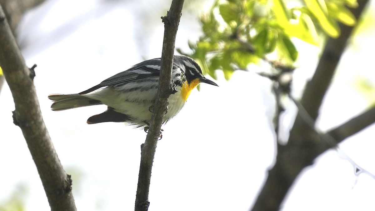 Yellow-throated Warbler - ML617745703