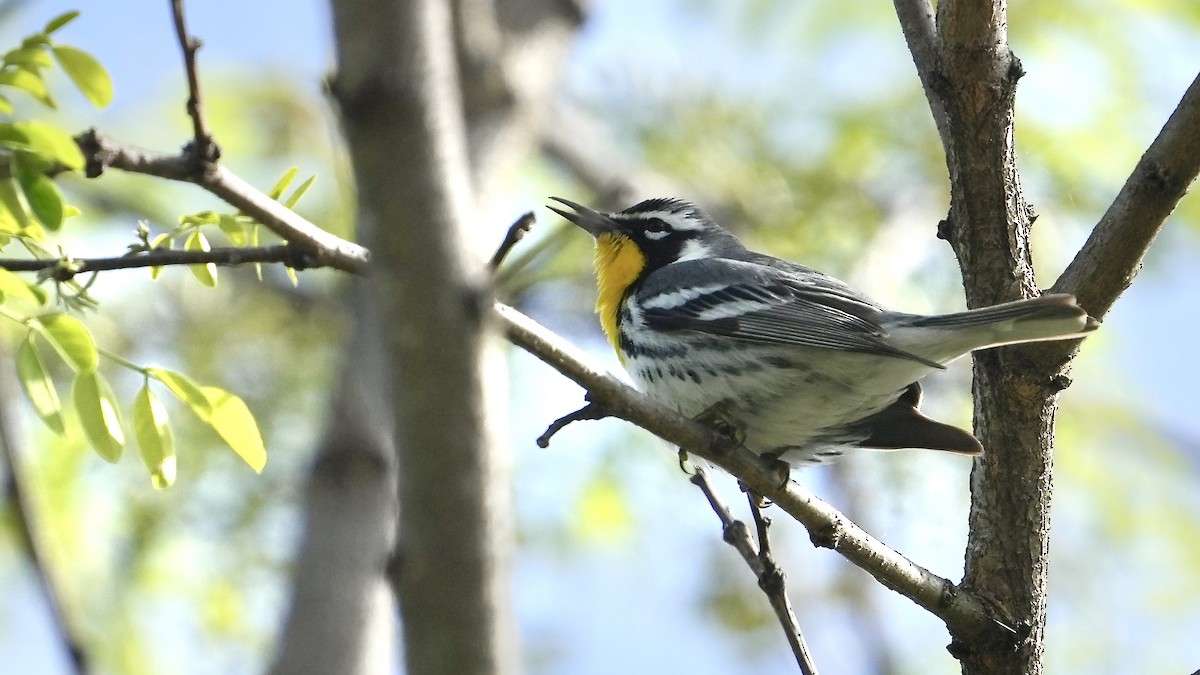 Yellow-throated Warbler - ML617745711