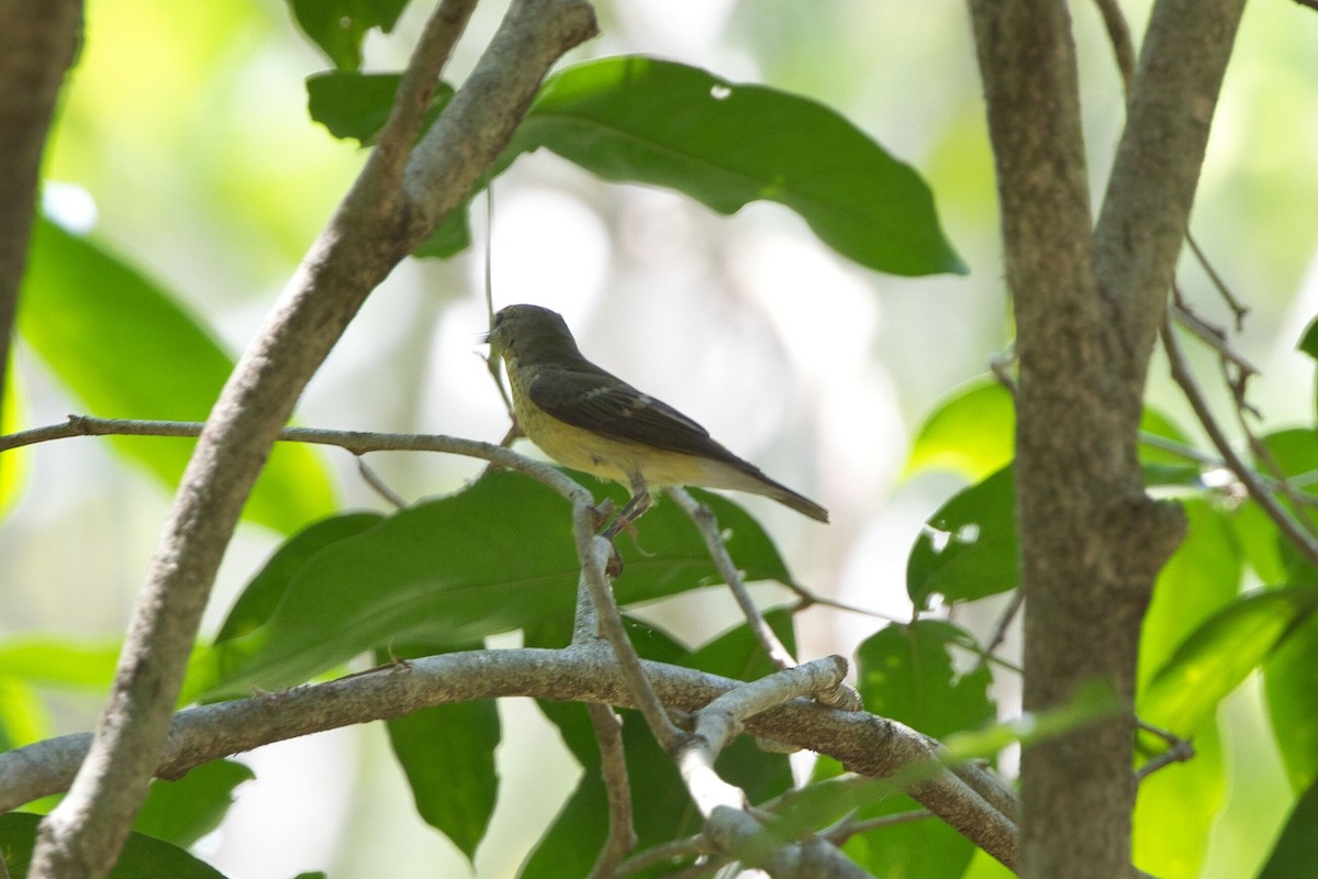 Yellow-rumped Flycatcher - Kevin Thomas
