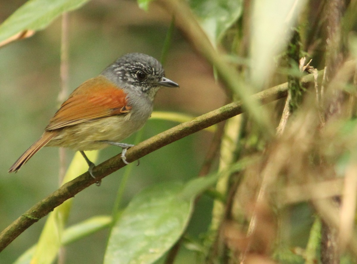 Rufous-backed Antvireo - Miguel  Magro