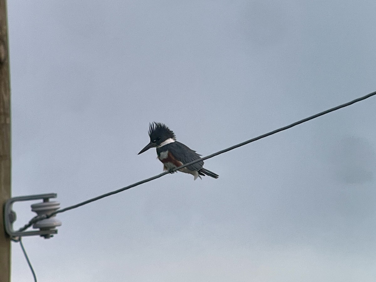 Belted Kingfisher - ML617745923