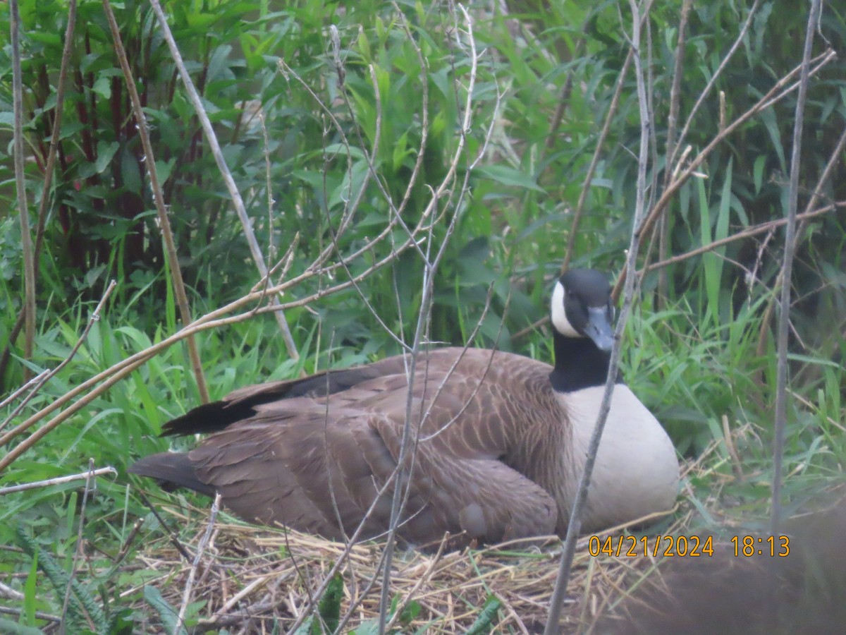 eBird Checklist 21 Apr 2024 Ballston Beaver Pond 12 species