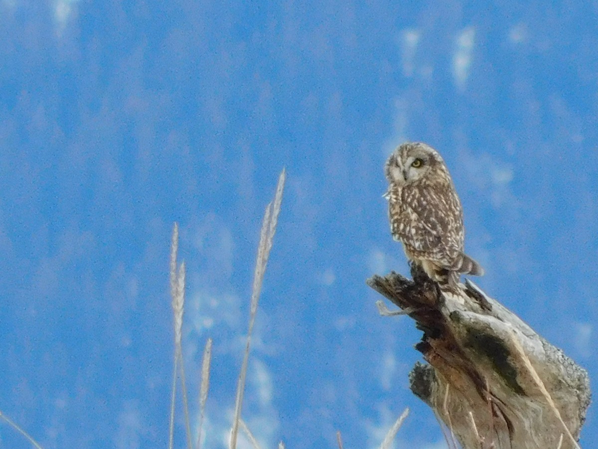 Short-eared Owl - ML617745995