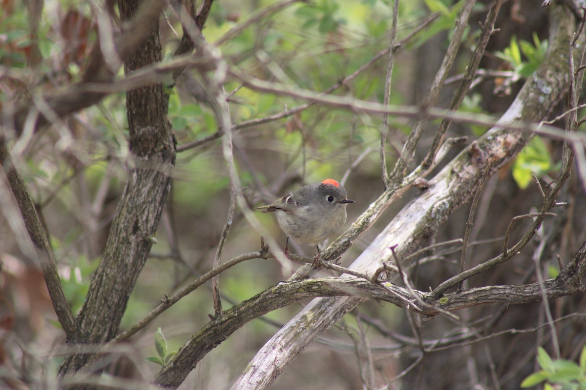 Ruby-crowned Kinglet - Nolan Fisher