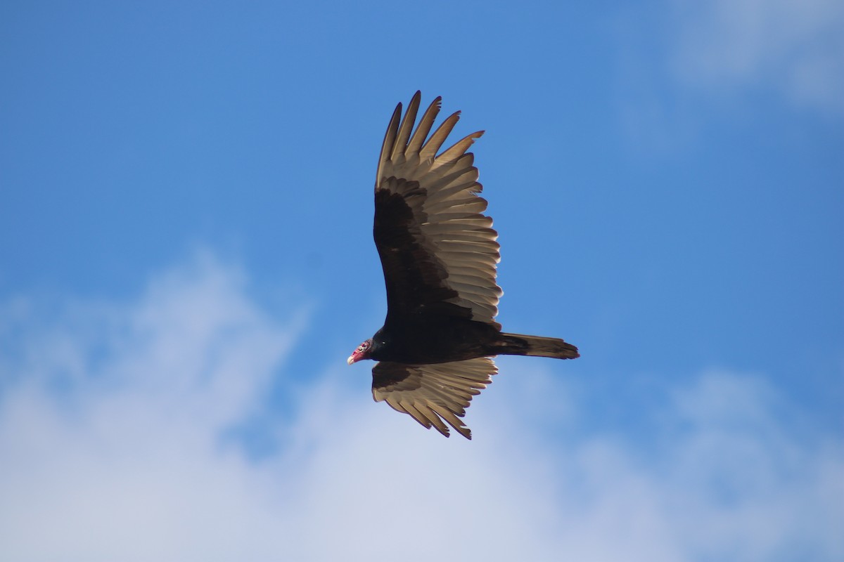 Turkey Vulture - Nolan Fisher