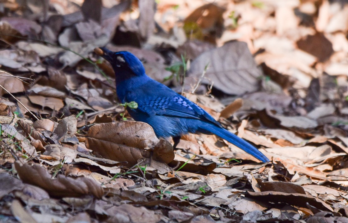 Steller's Jay (Middle American) - ML617746080