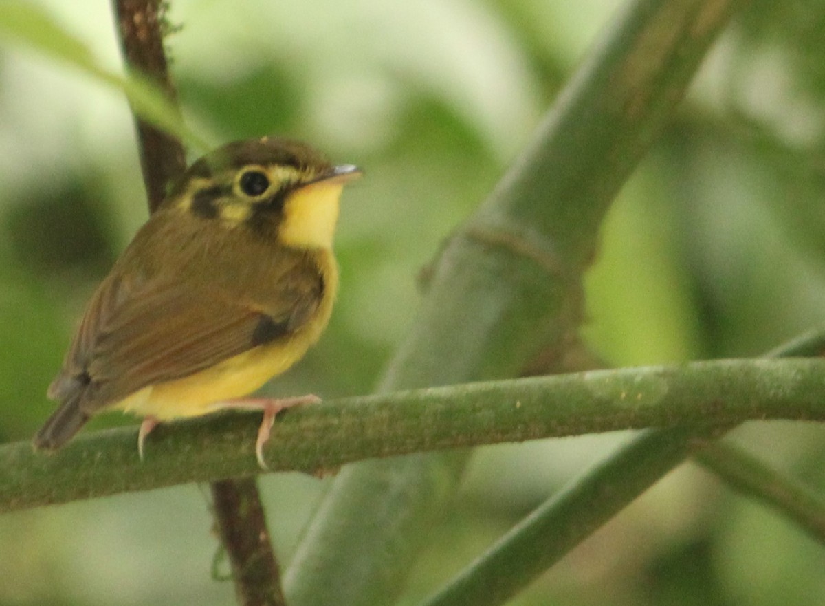 White-throated Spadebill - Miguel  Magro