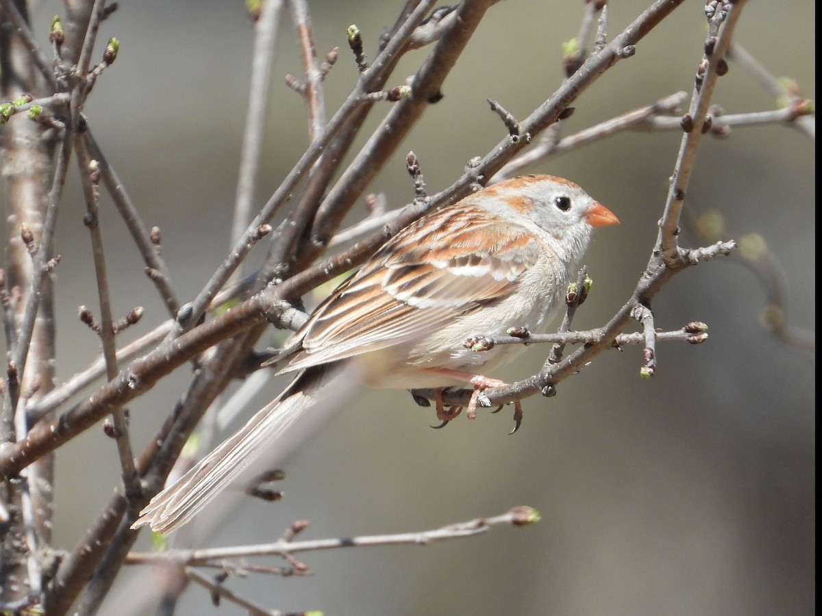 Field Sparrow - ML617746106