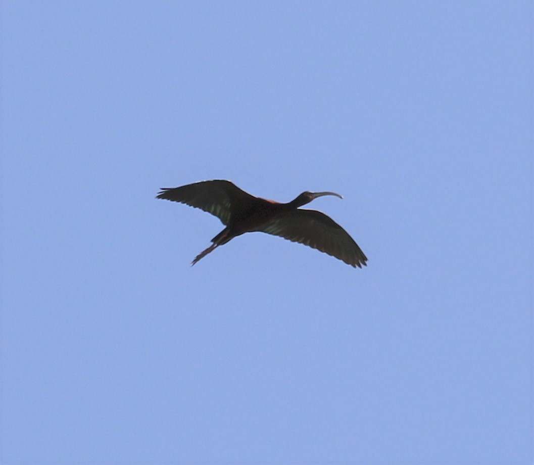 ibis americký - ML617746120