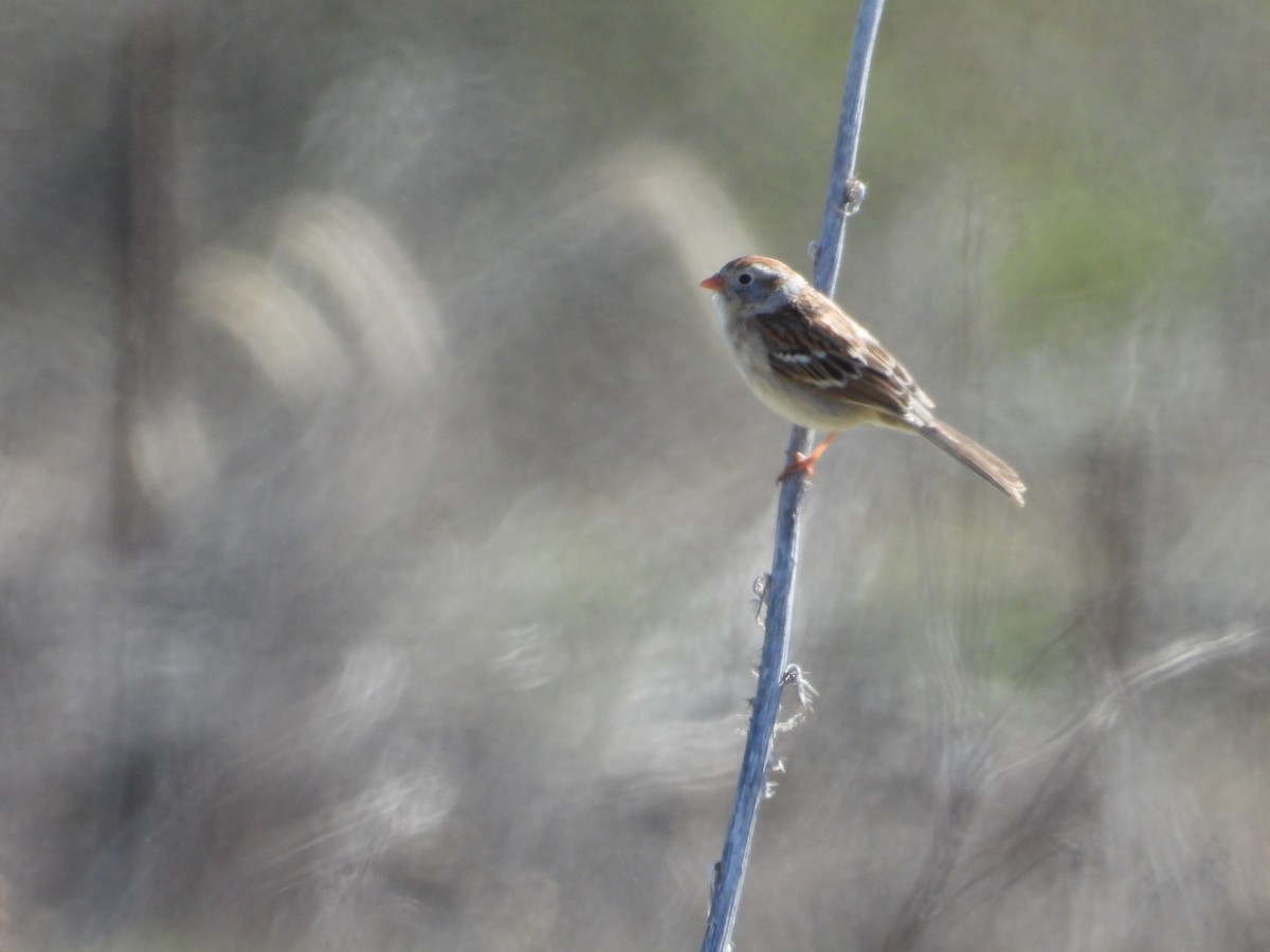 Field Sparrow - ML617746129