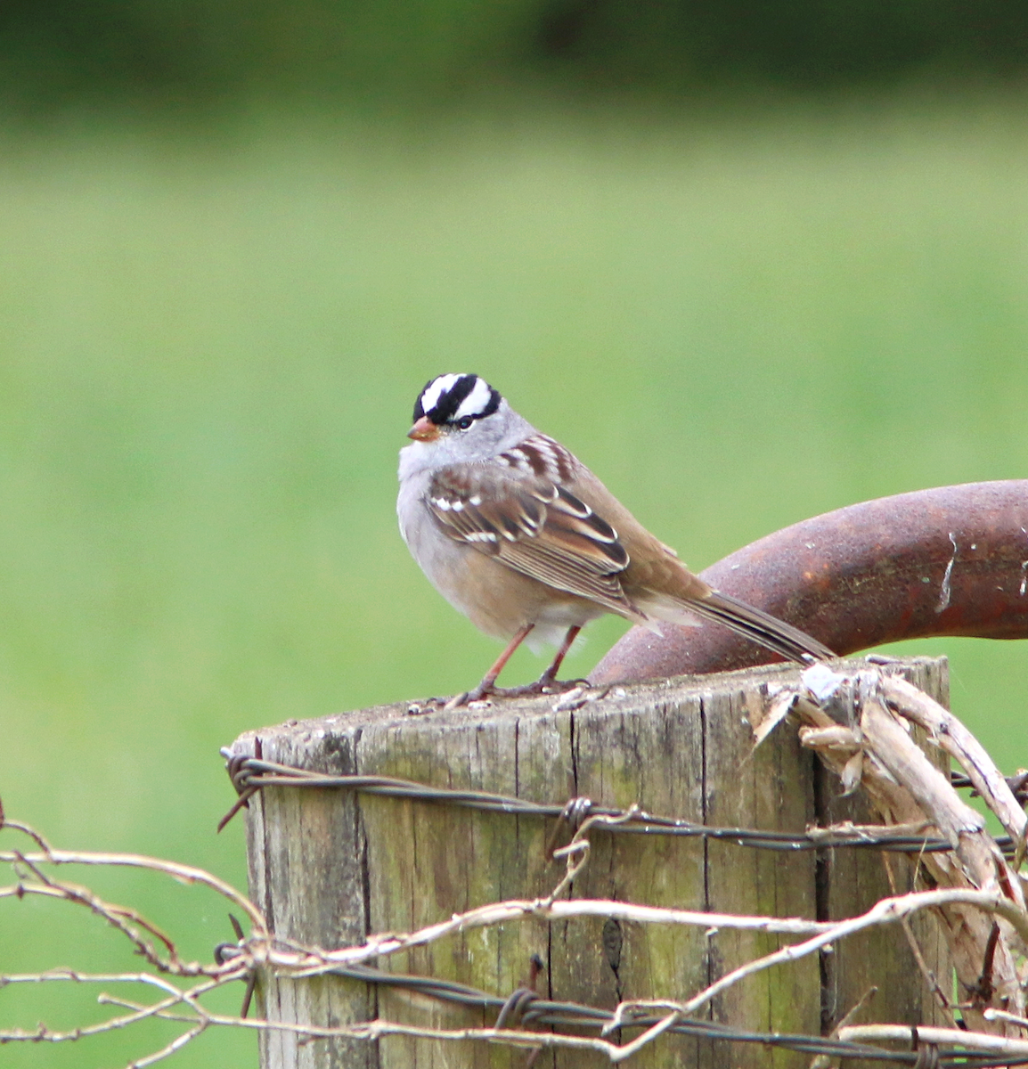 White-crowned Sparrow - ML617746146
