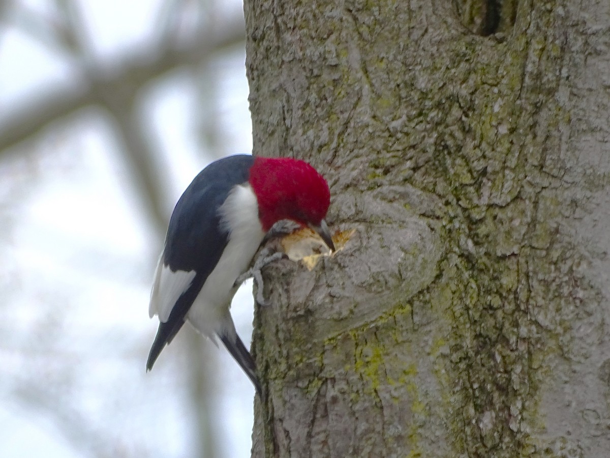 Red-headed Woodpecker - ML617746185