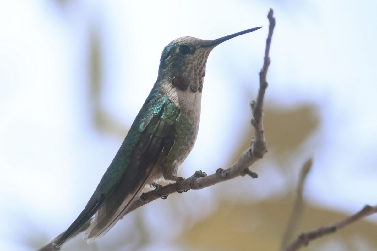 Broad-tailed Hummingbird - ML617746207