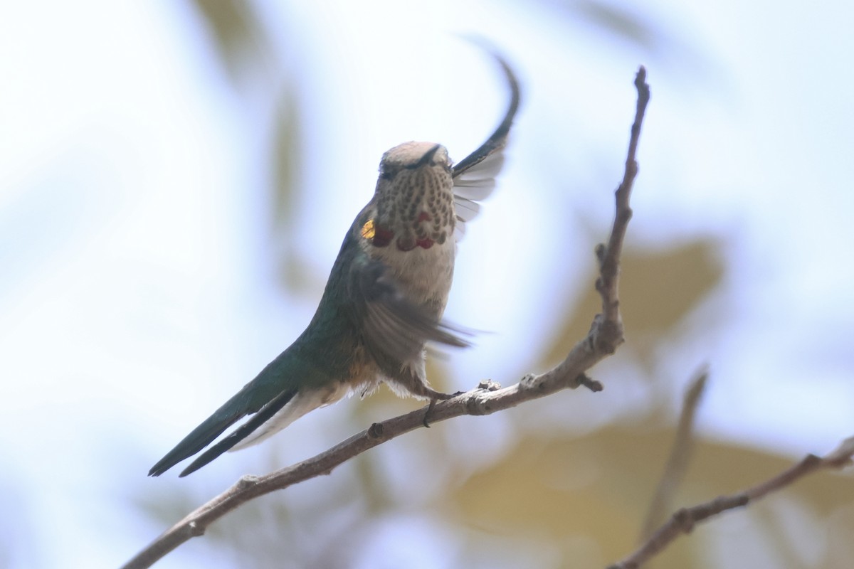 Broad-tailed Hummingbird - ML617746208