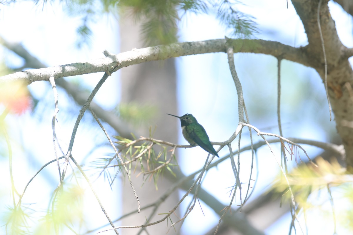 Broad-tailed Hummingbird - ML617746209