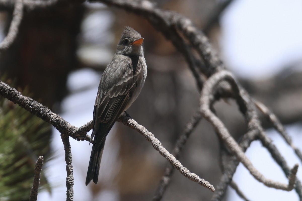 Greater Pewee - ML617746241