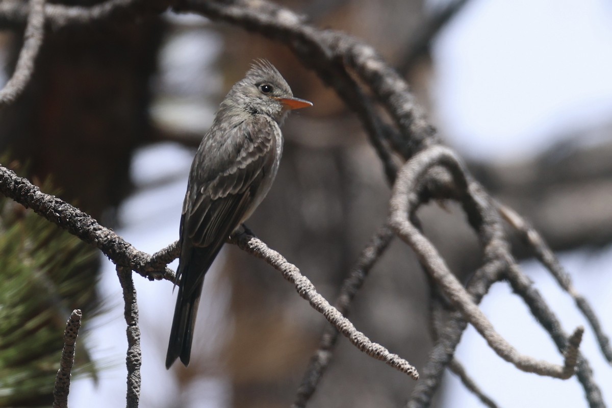 Greater Pewee - ML617746242