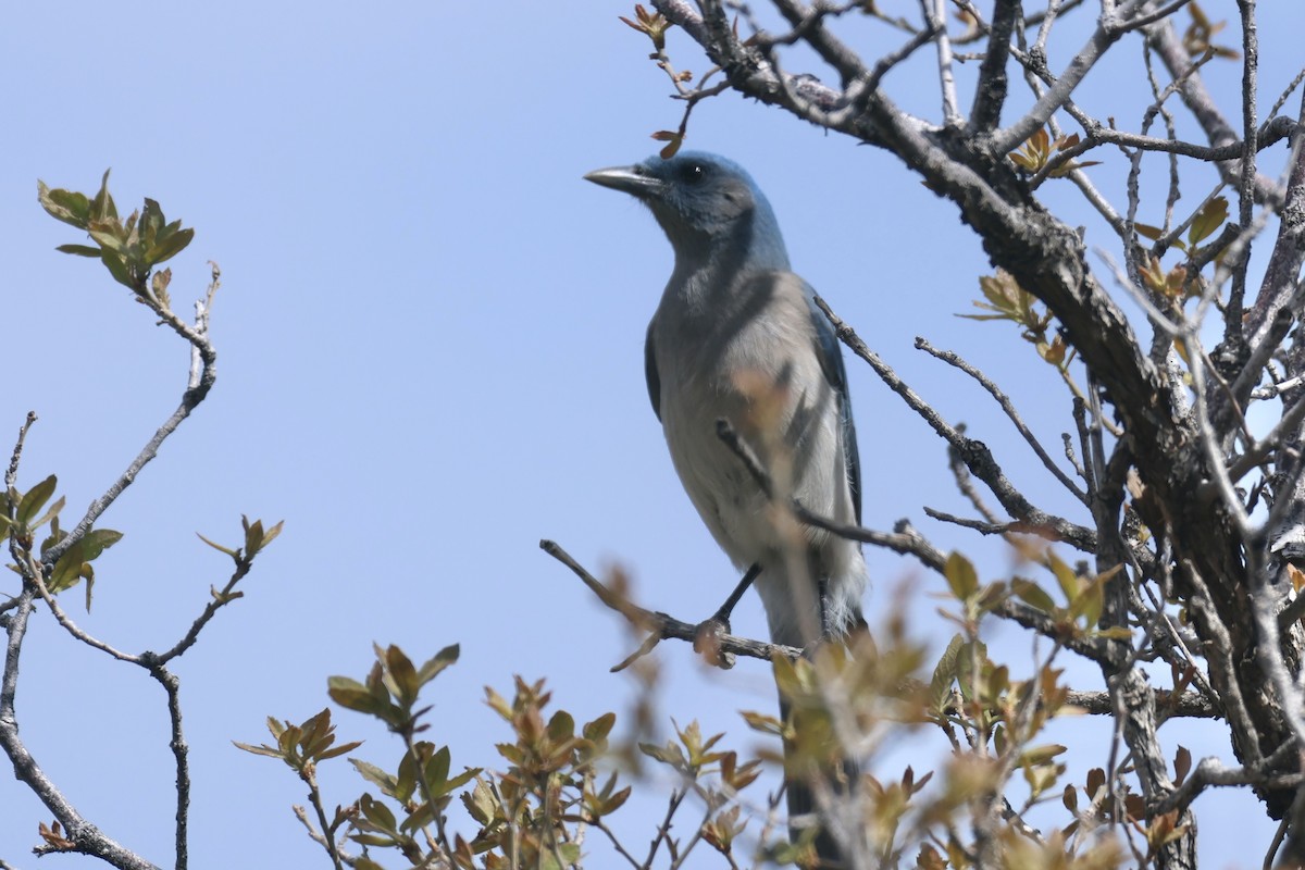 Mexican Jay - ML617746275