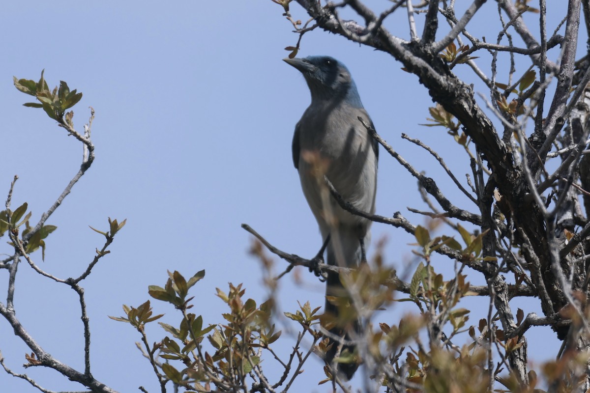 Mexican Jay - ML617746276