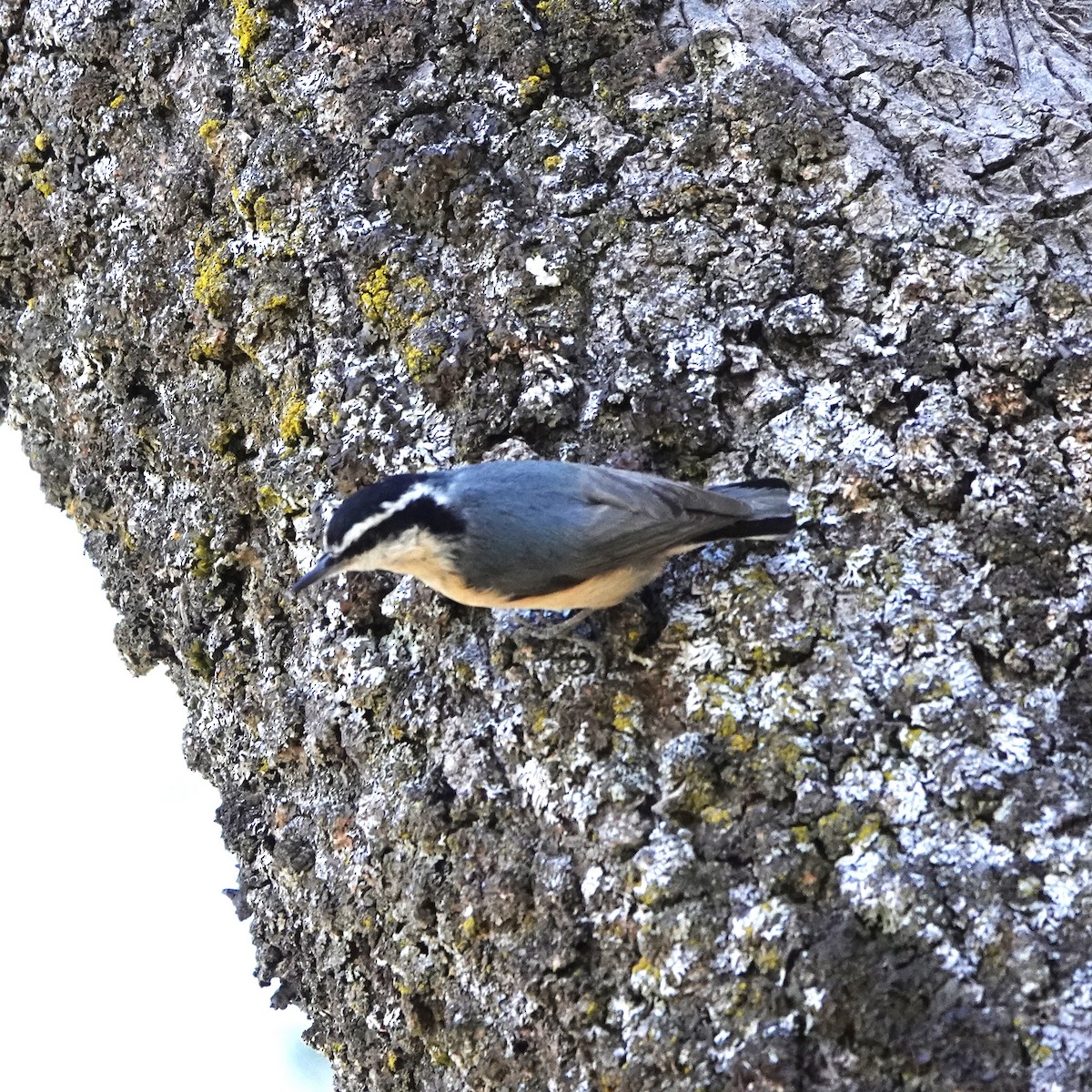 Red-breasted Nuthatch - Mary Jo Hayes