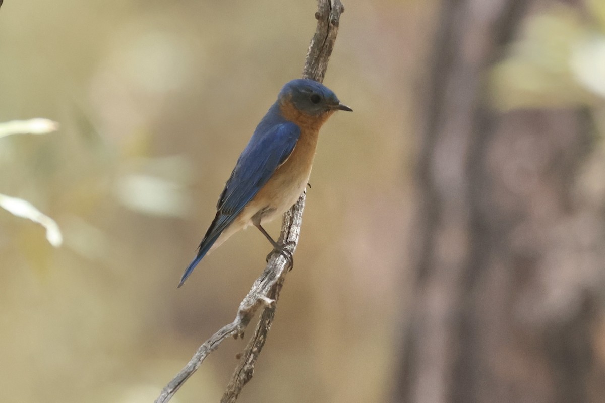 Eastern Bluebird (Mexican) - ML617746312