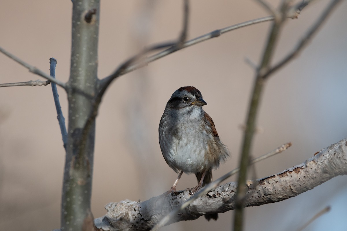 Swamp Sparrow - ML617746397