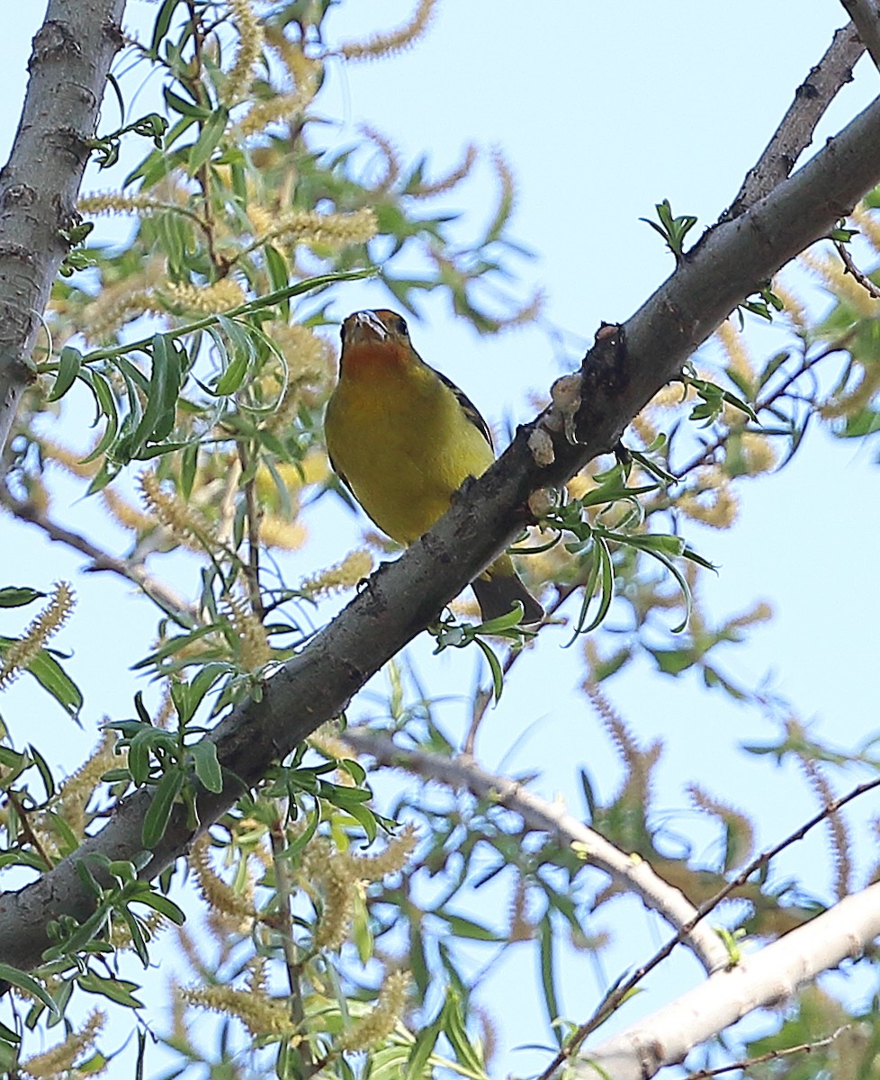 Western Tanager - Patricia Isaacson