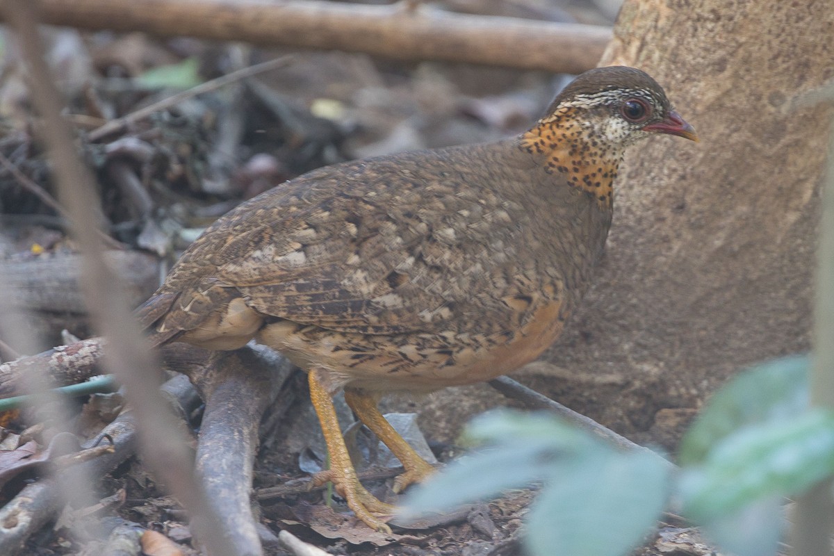 Scaly-breasted Partridge - ML617746448
