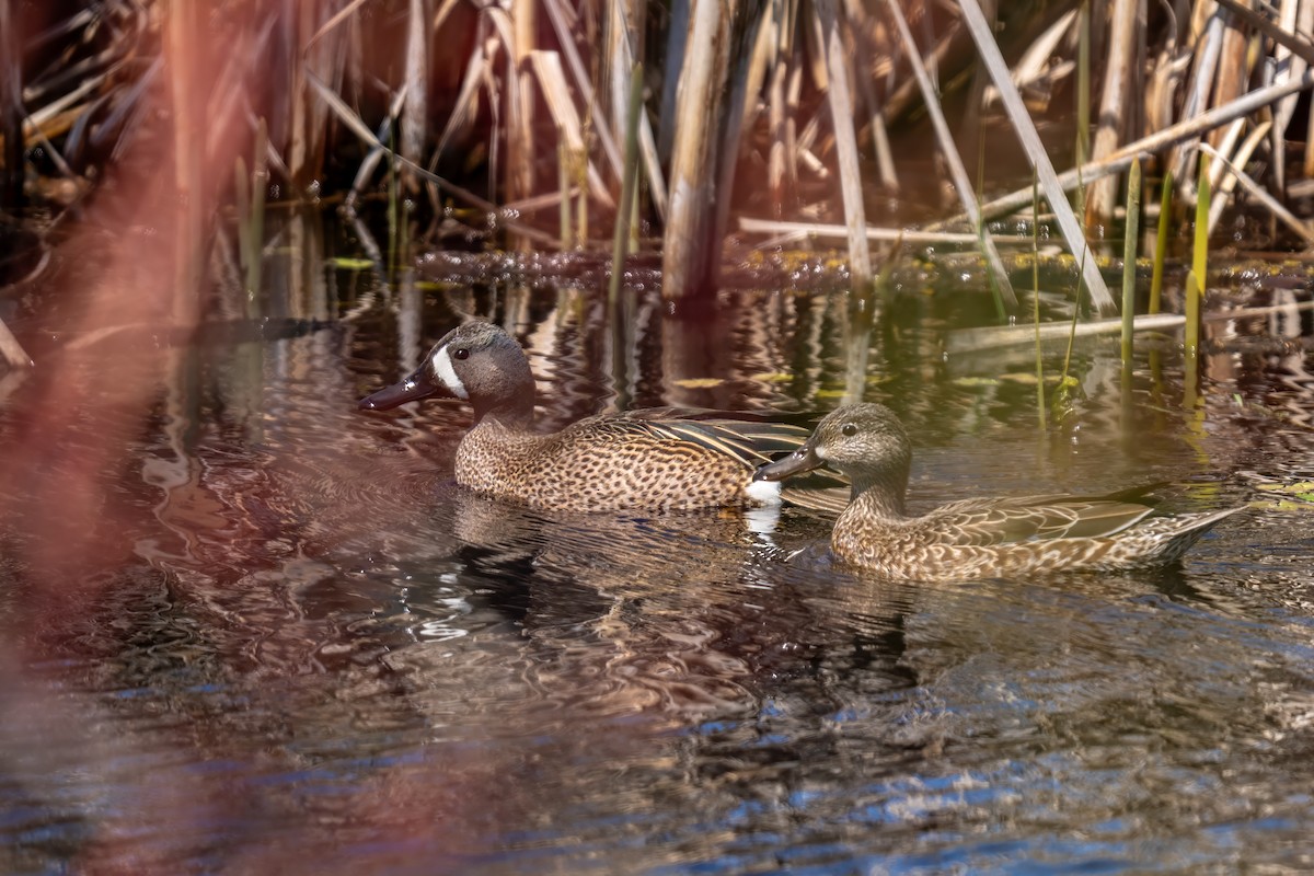 Blue-winged Teal - ML617746587
