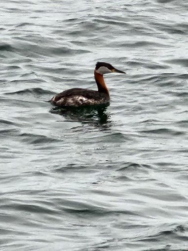 Red-necked Grebe - ML617746594