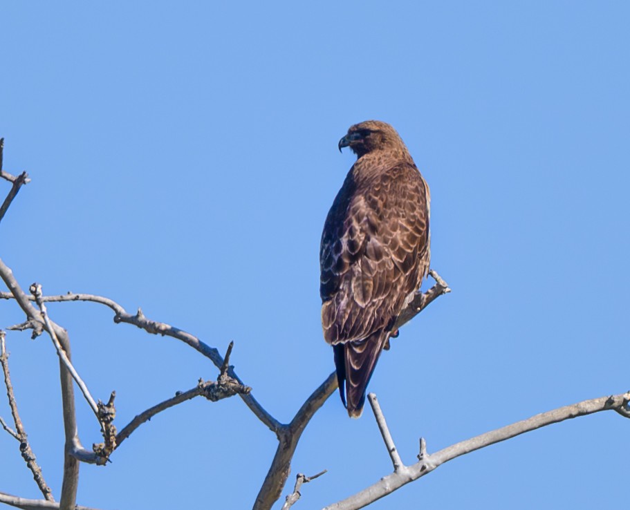 Red-tailed Hawk - ML617746633