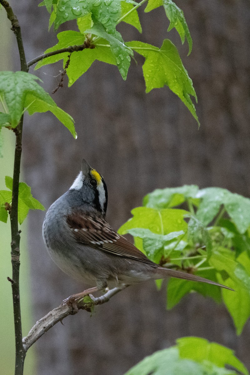 White-throated Sparrow - ML617746691