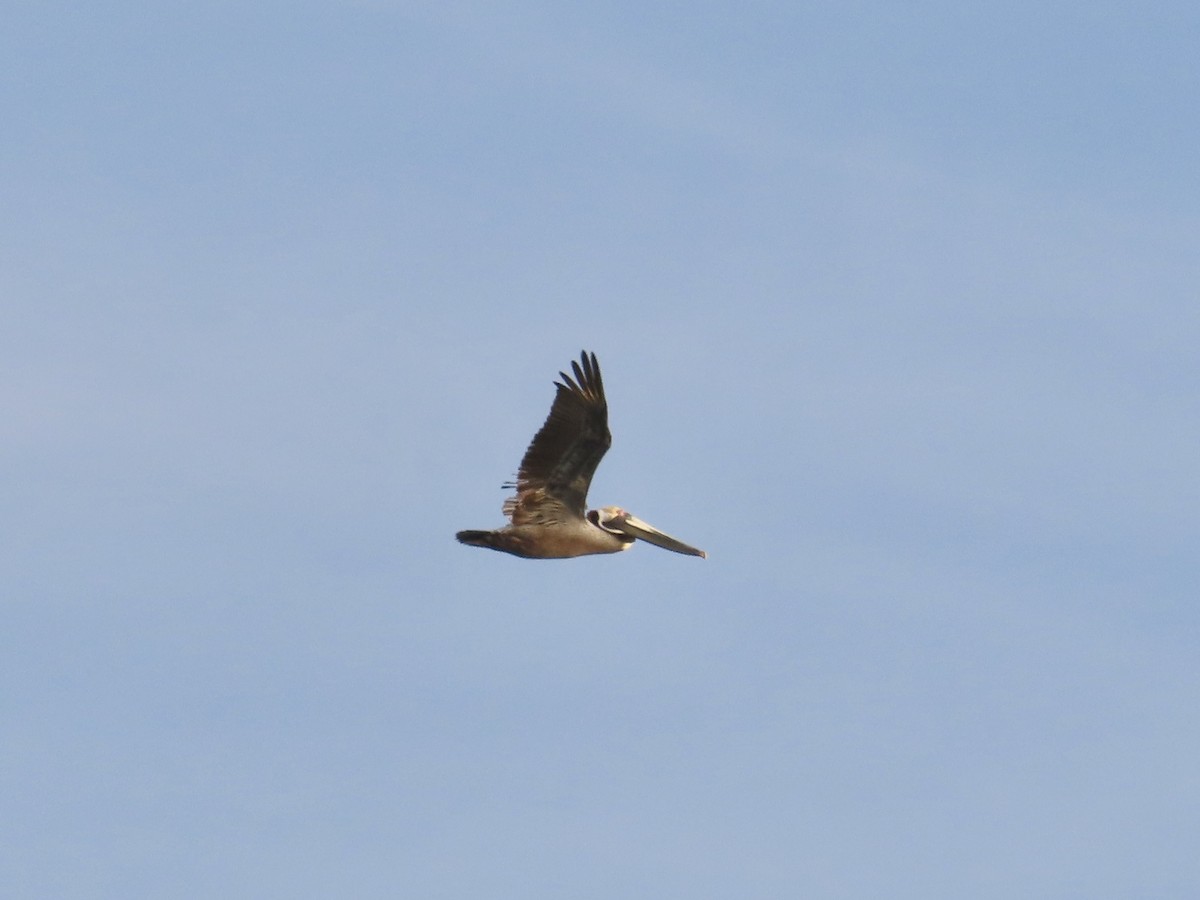Brown Pelican (Atlantic) - ML617746797