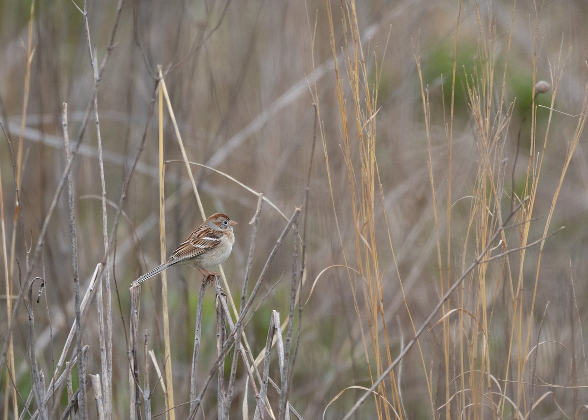 Field Sparrow - ML617746811