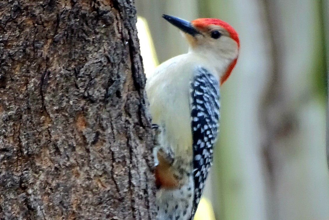 Red-bellied Woodpecker - ML617746837