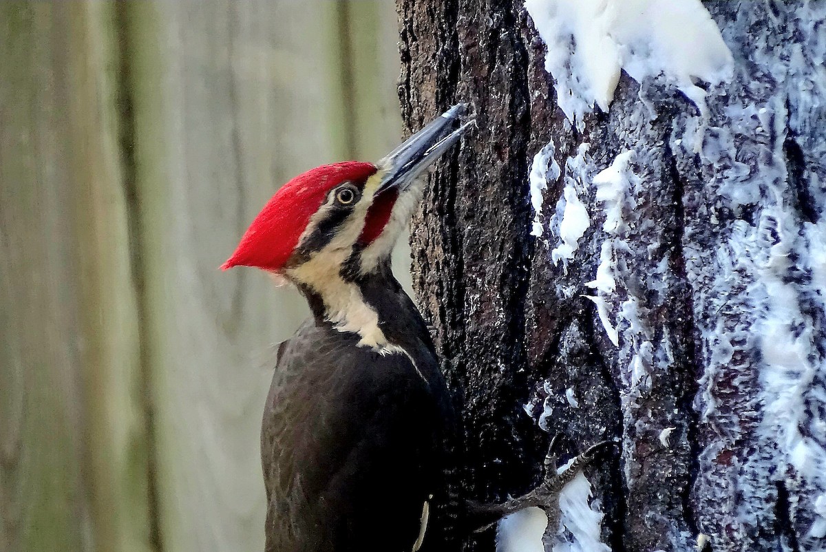 Pileated Woodpecker - Diane Waswick
