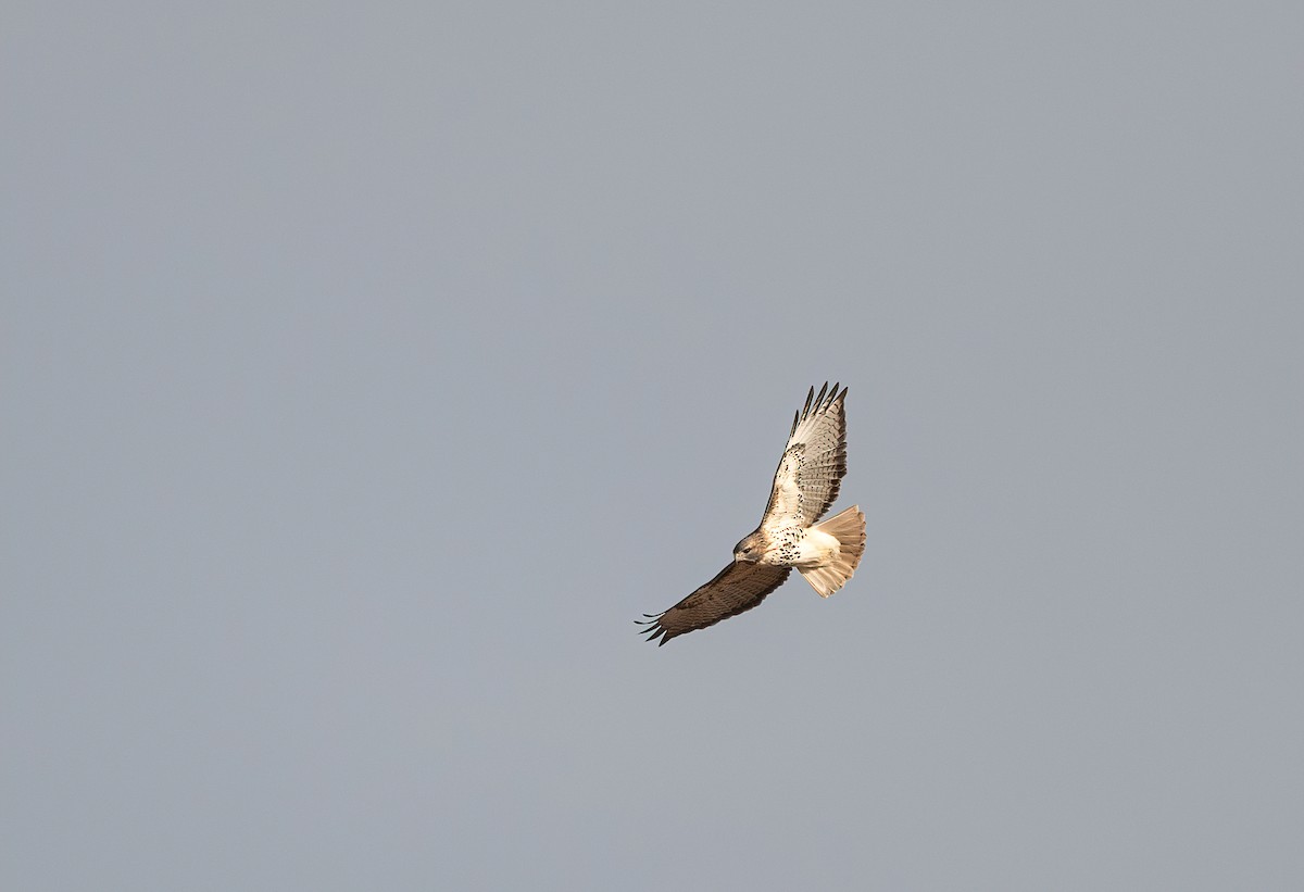 Red-tailed Hawk - ML617746895