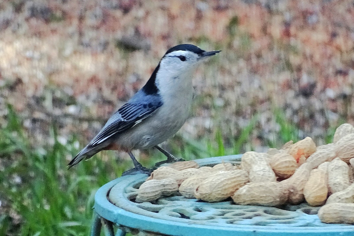 White-breasted Nuthatch - ML617746907