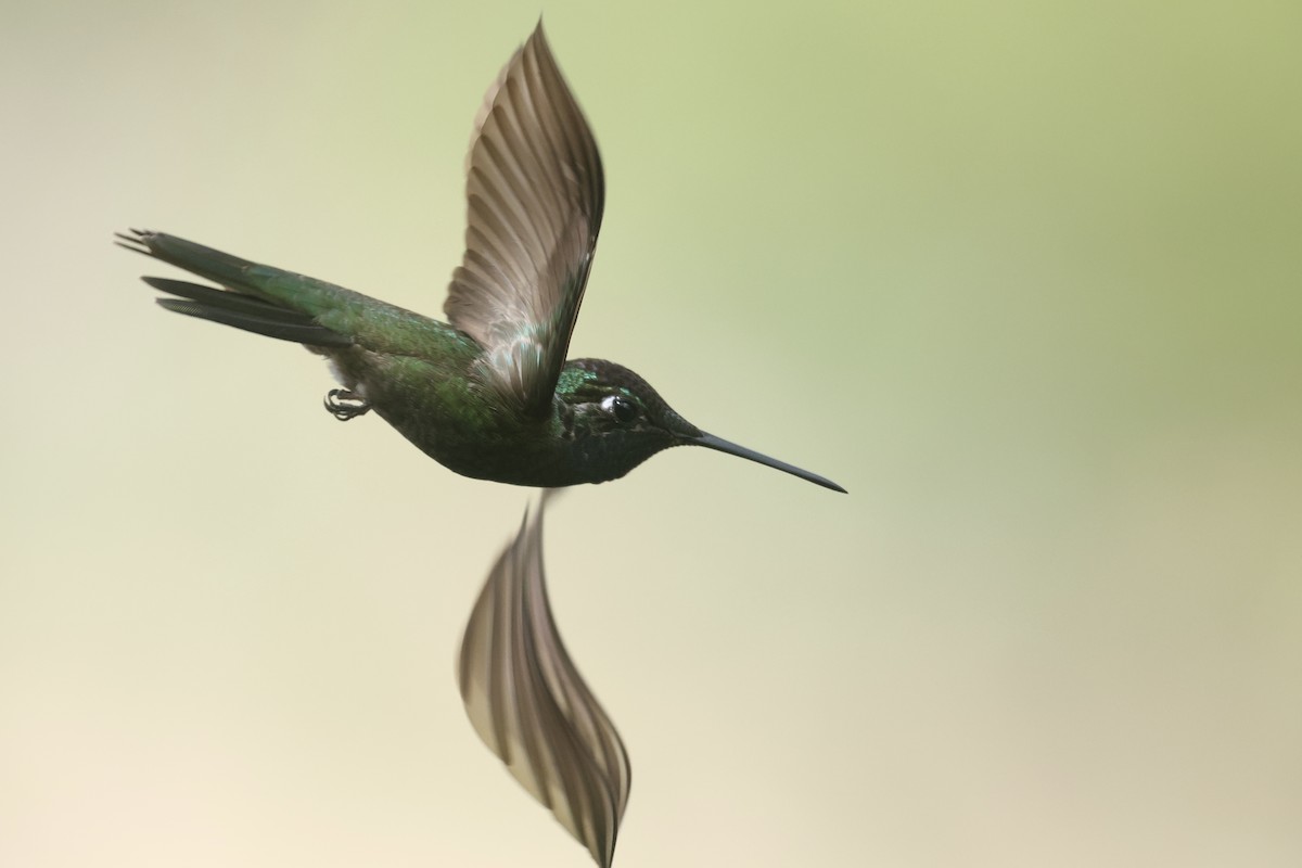 Rivoli's Hummingbird - Ryan Terrill
