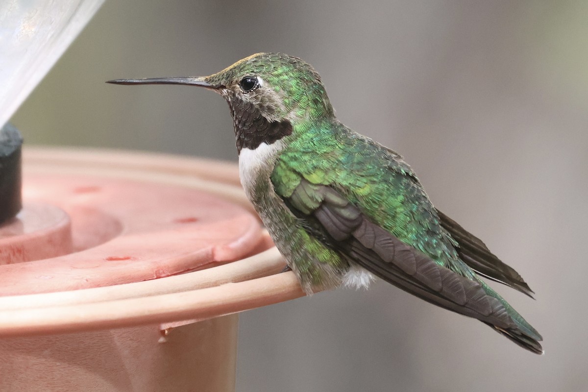 Broad-tailed Hummingbird - Ryan Terrill