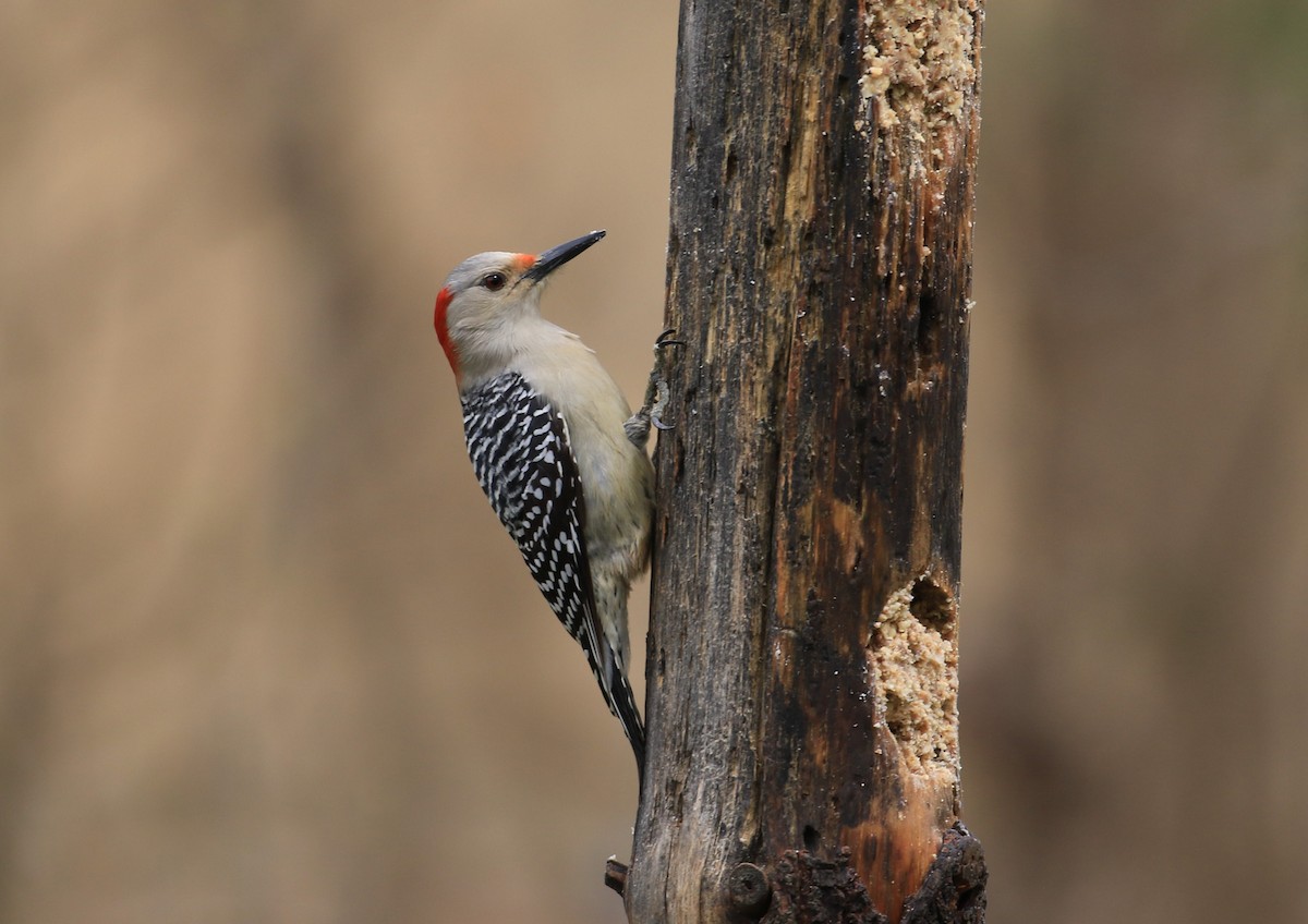 Red-bellied Woodpecker - Robert Dixon