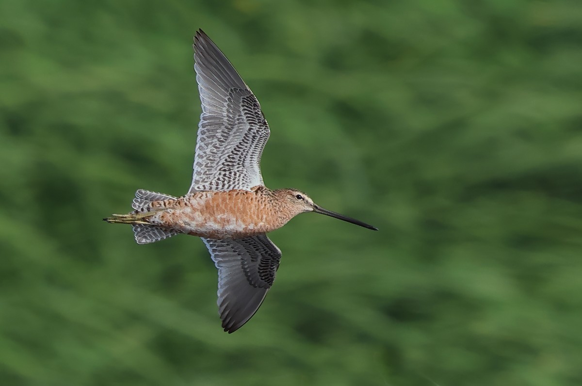 Long-billed Dowitcher - Ad Konings