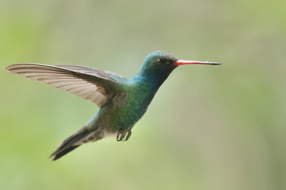 Broad-billed Hummingbird - ML617747074