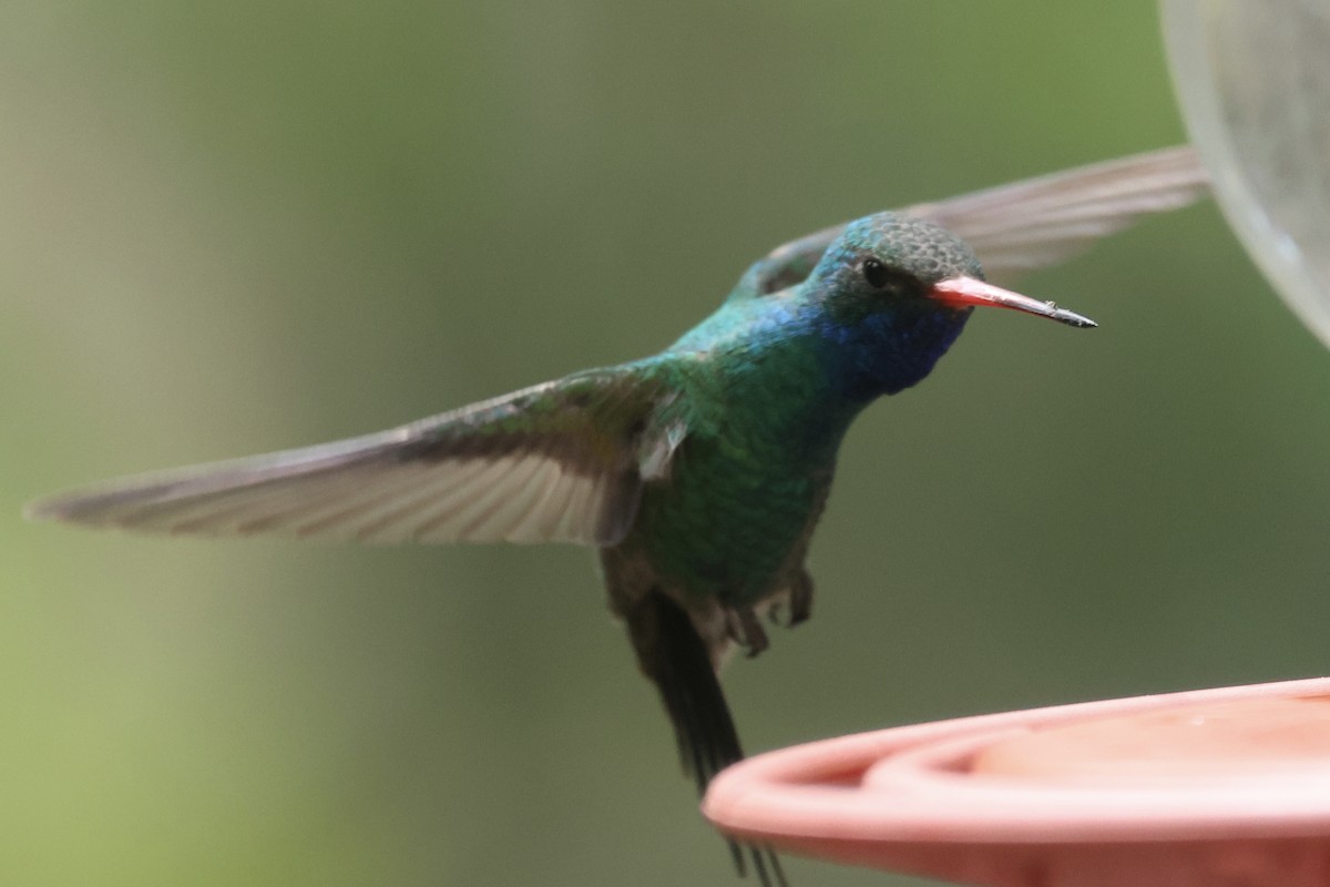 Broad-billed Hummingbird - ML617747075