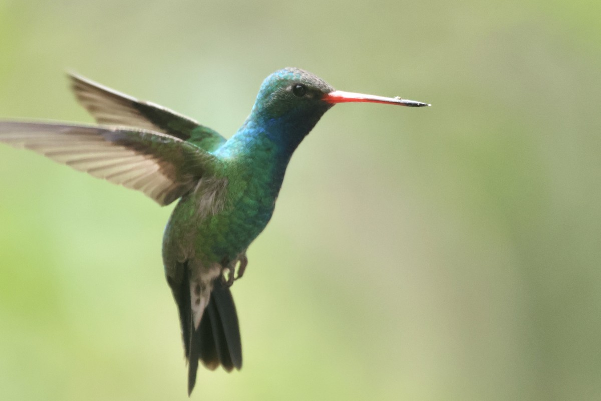 Broad-billed Hummingbird - Ryan Terrill