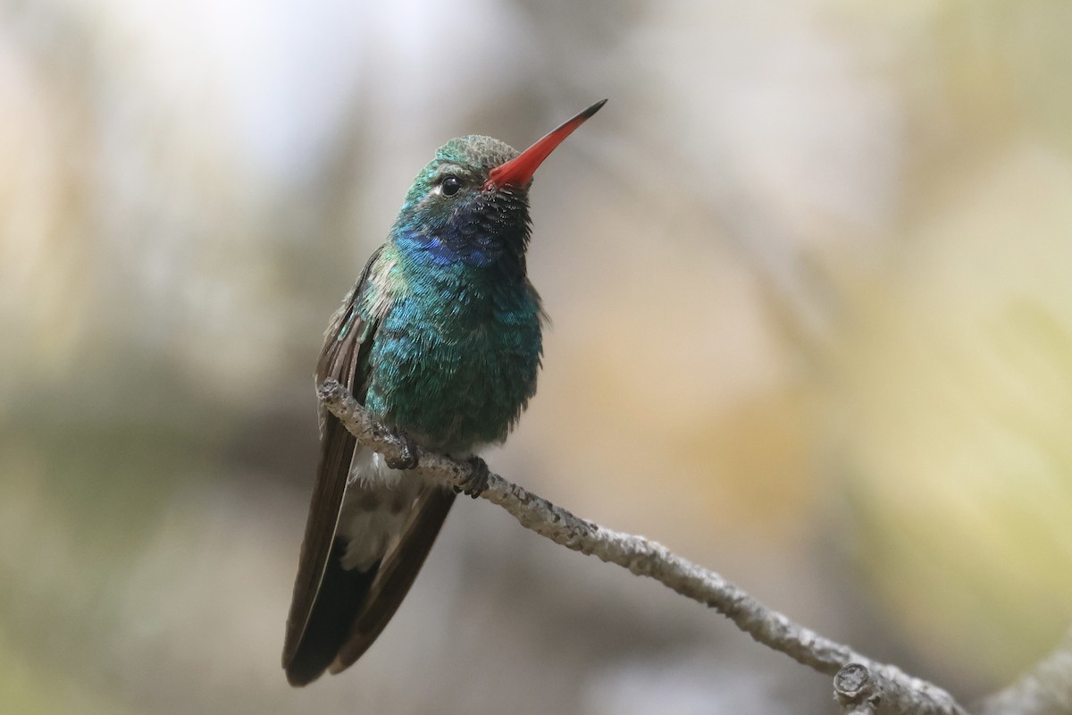 Broad-billed Hummingbird - ML617747077