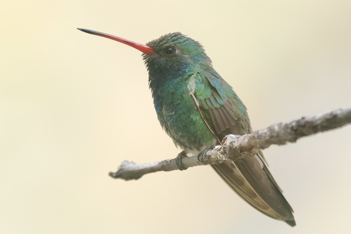 Broad-billed Hummingbird - ML617747078